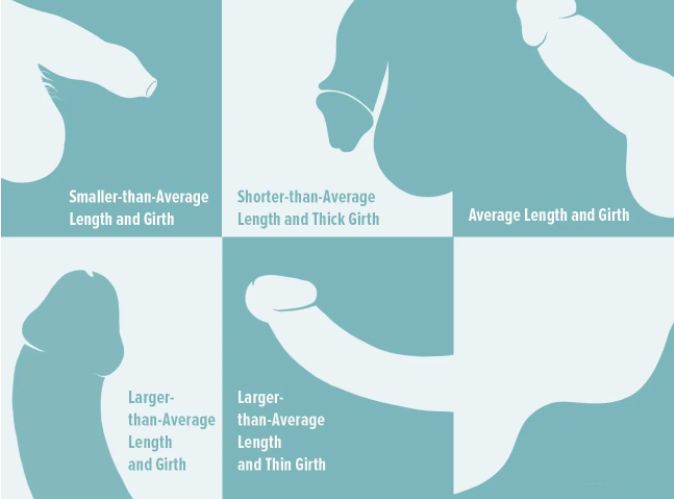 penis types, large penis, small penis, big penis, tiny penis, curve penis, straight penis, c shape penis, types of penis