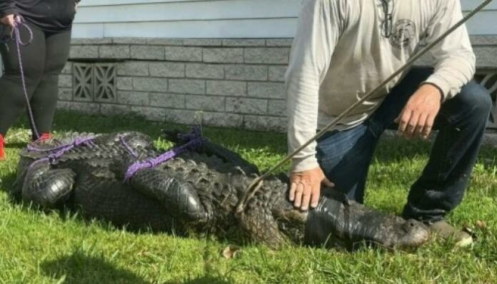 A picture of the moment the crocodile that killed the 85-year-old woman was arrested